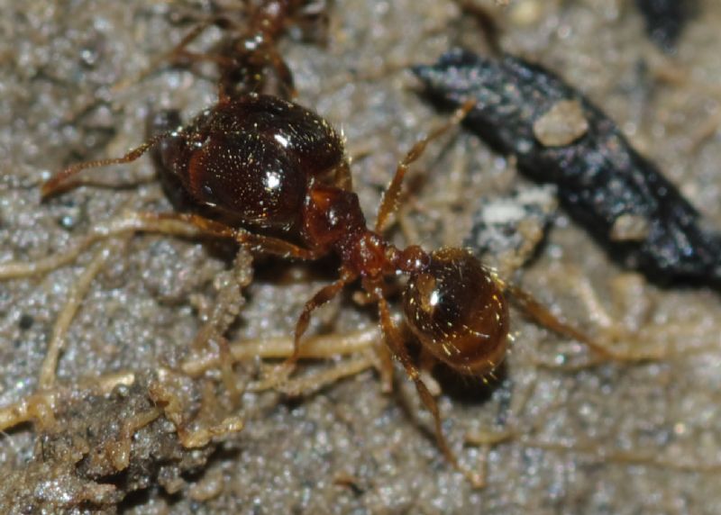 Pheidole pallidula scure